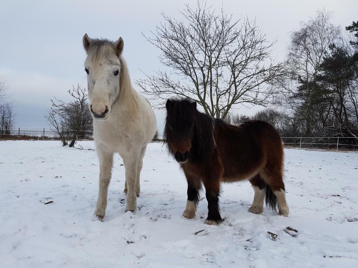 Doppelhaushaelfte Nordwind Vom Naturhof Usedom Bannemin Luaran gambar